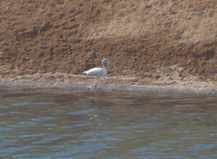 Phoenicopterus roseus