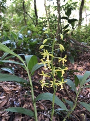 Cephalantheropsis obcordata