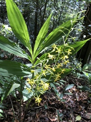 Cephalantheropsis obcordata