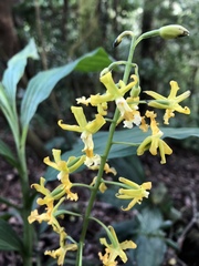 Cephalantheropsis obcordata
