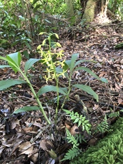Cephalantheropsis obcordata