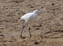 Egretta garzetta