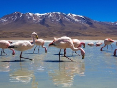 Phoenicoparrus jamesi