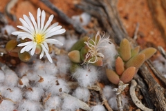 Trichodiadema attonsum