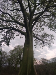 Ceiba trischistandra
