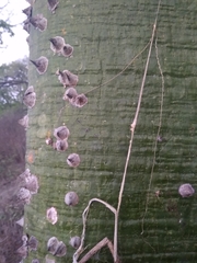 Ceiba trischistandra