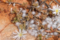 Trichodiadema attonsum