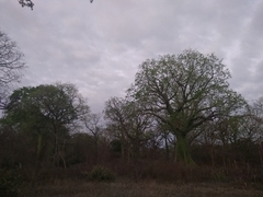Ceiba trischistandra
