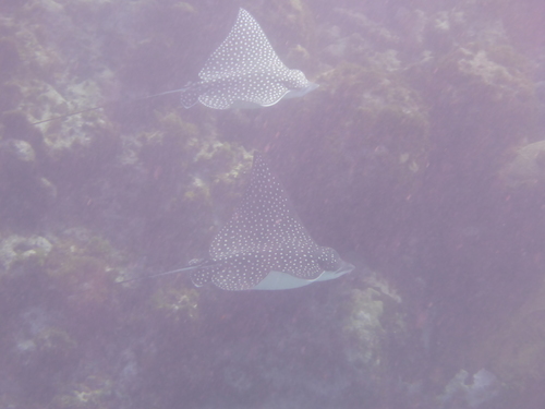Eagle ray