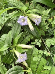 Tripterospermum lanceolatum