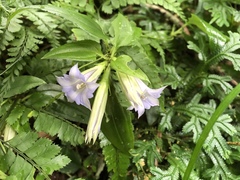 Tripterospermum lanceolatum