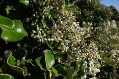 Brachyglottis rotundifolia