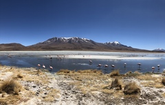 Phoenicoparrus jamesi