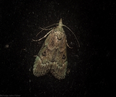 Heteromicta tripartitella