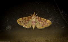 Conogethes haemactalis