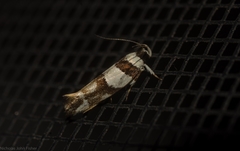 Macrobathra euryleuca