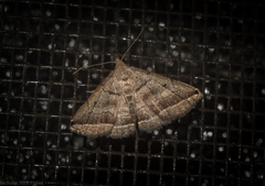 Lysimelia lenis