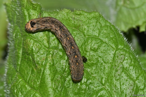 Variegated Cutworm Moth, photo 3 of 7