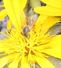 Berkheya cuneata