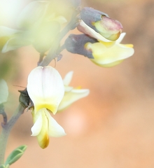 Wiborgia