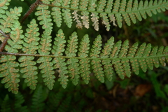 Hypolepis rufobarbata