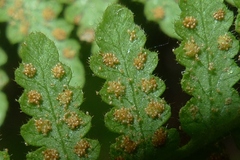 Hypolepis rufobarbata