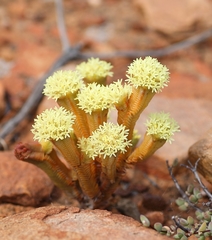 Crassula pyramidalis