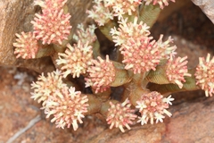 Crassula pyramidalis