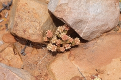 Crassula pyramidalis