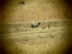 Grus monacha