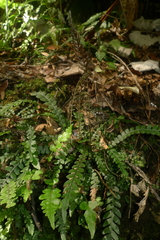 Blechnum membranaceum