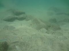 Diplodus lineatus