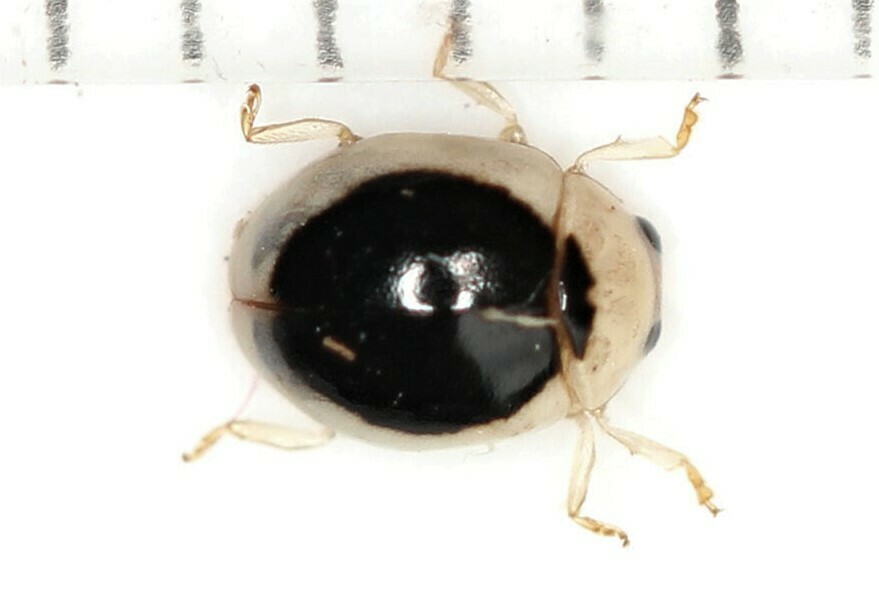 Brachiacantha buckleyi