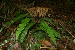 Blechnum membranaceum