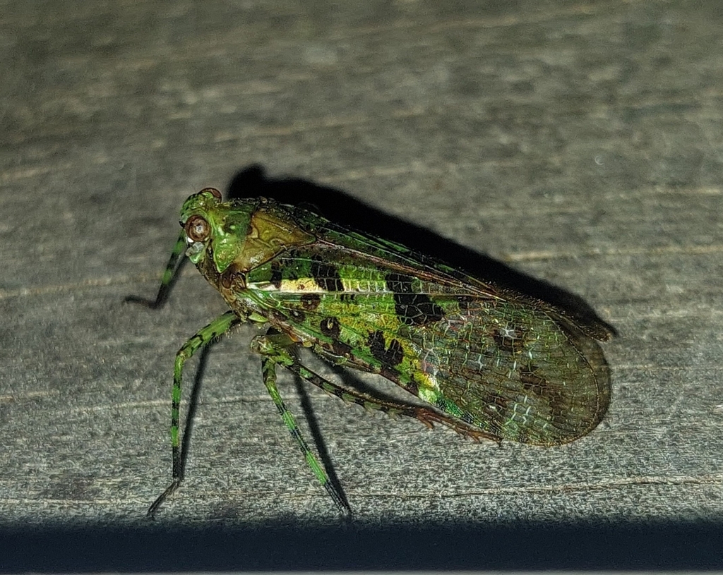 Bloeteanella translucida