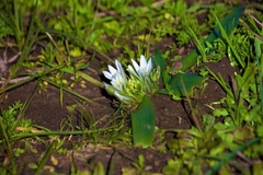 Ornithogalum lanceolatum