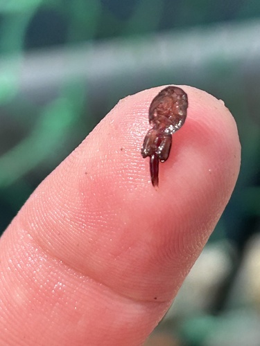 Atlantic Salmon Lice