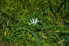 Ornithogalum lanceolatum