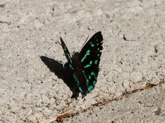Simiskina pharyge