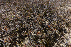 Gaultheria macrostigma