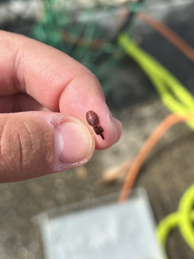 Pacific Salmon Lice