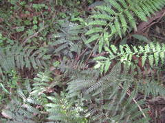 Polystichum australiense