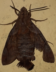 Macroglossum prometheus