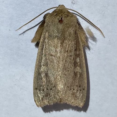 False Wainscot Moth