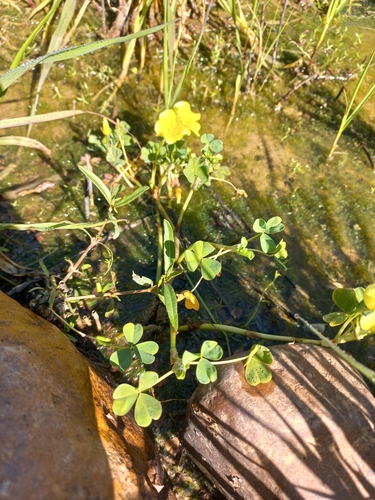 Image of Oxalis disticha by (c) Brian du Preez, some rights reserved (CC BY-SA)