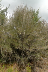 Dracophyllum subulatum