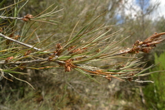 Dracophyllum subulatum