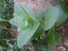 Nicotiana tabacum