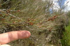 Dracophyllum subulatum