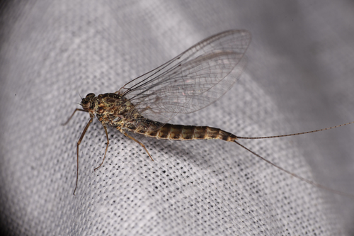 Siphlonurus columbianus